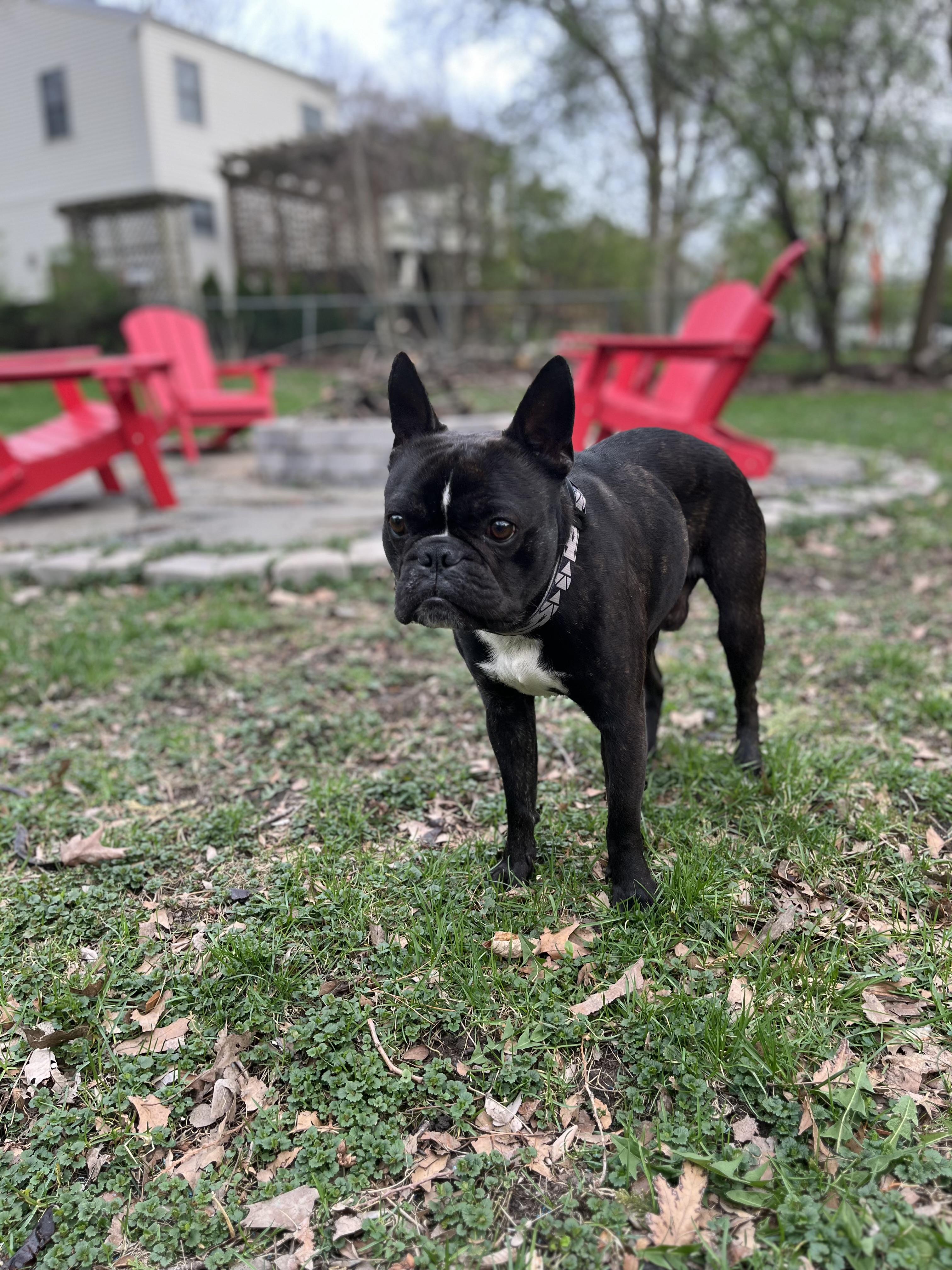 Enlarge Bronson, an adopted mixed breed in Mokena, IL image 2/6