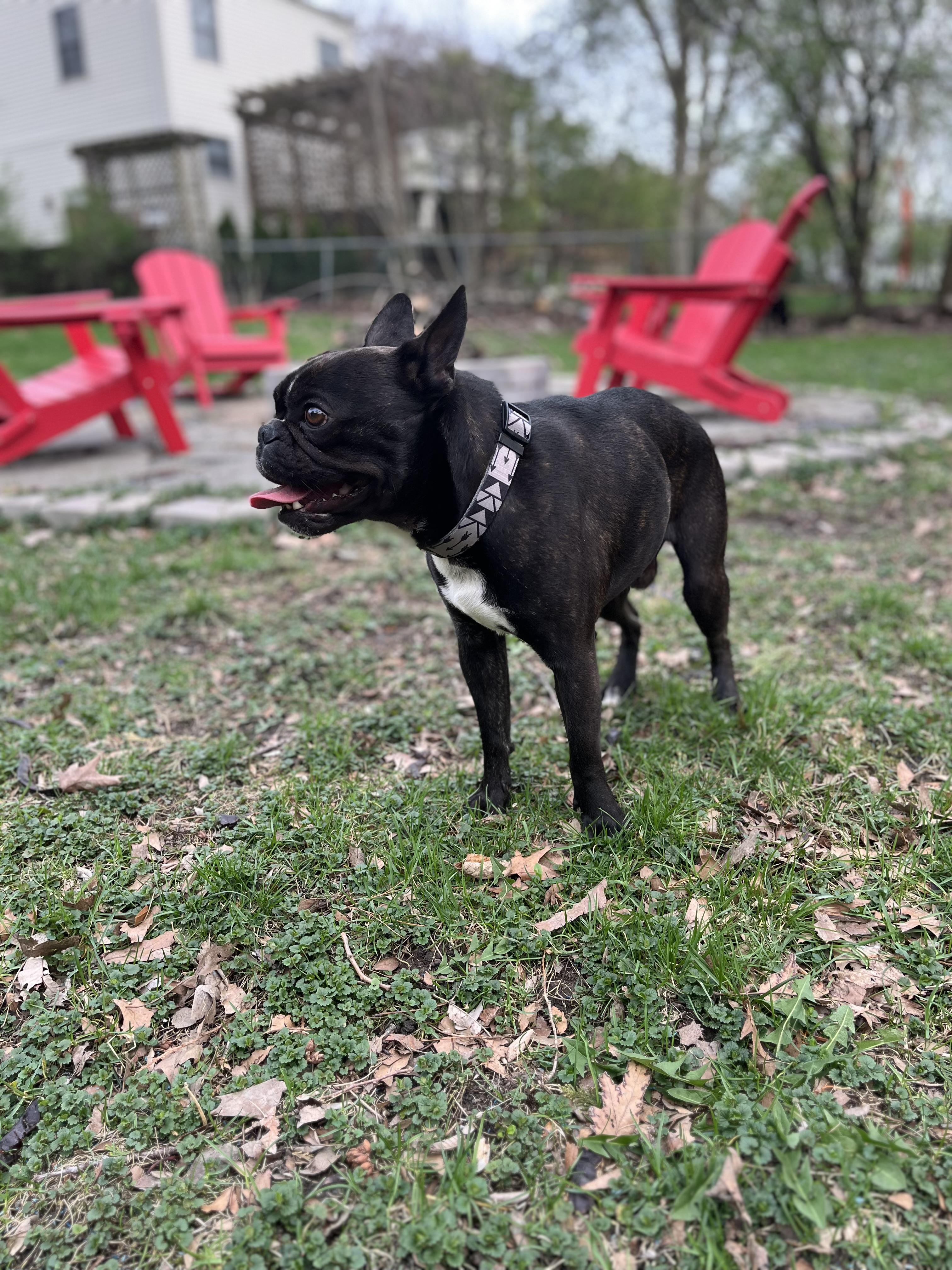 Enlarge Bronson, an adopted mixed breed in Mokena, IL image 6/6