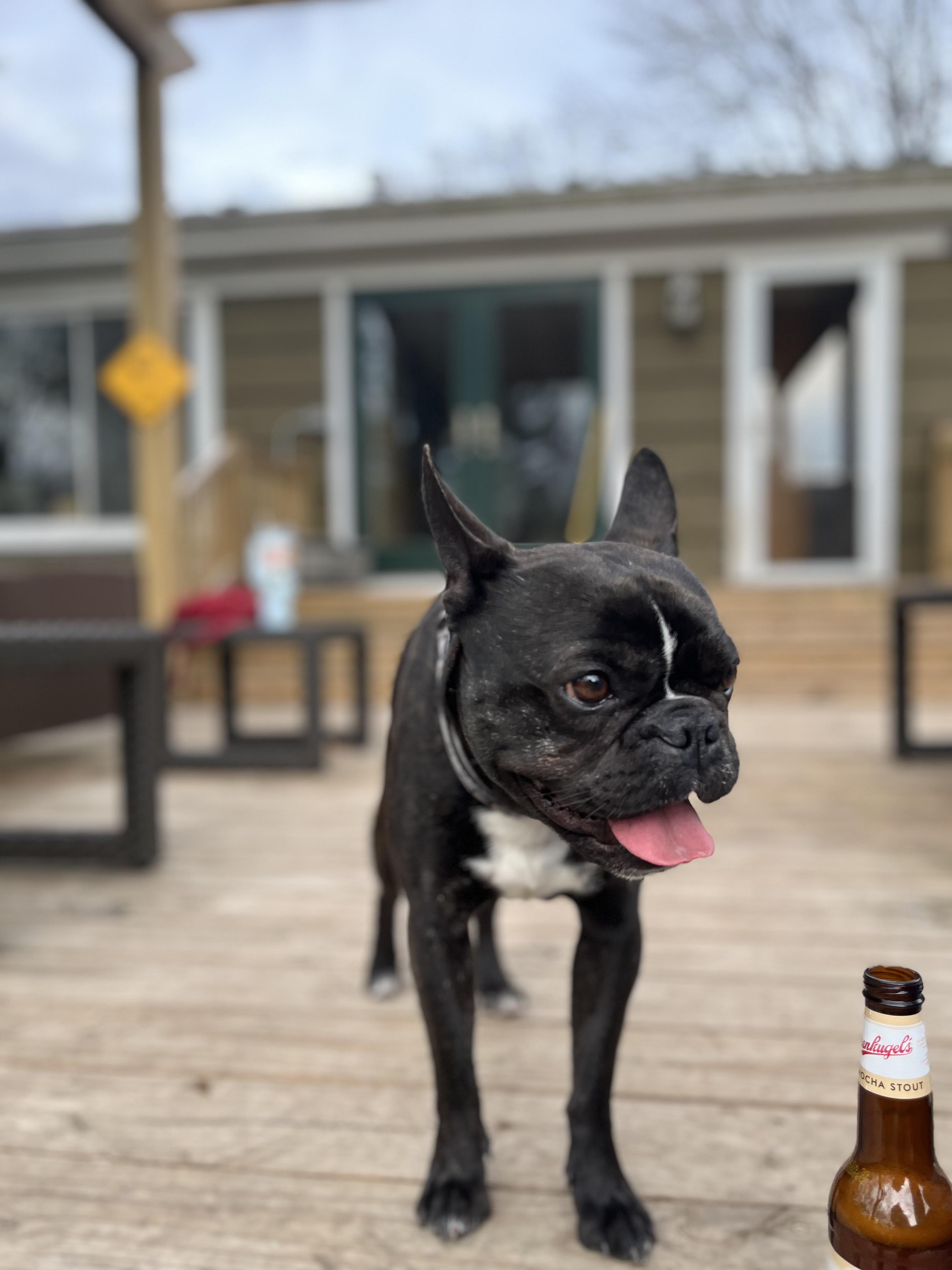 Enlarge Bronson, an adopted mixed breed in Mokena, IL image 5/6