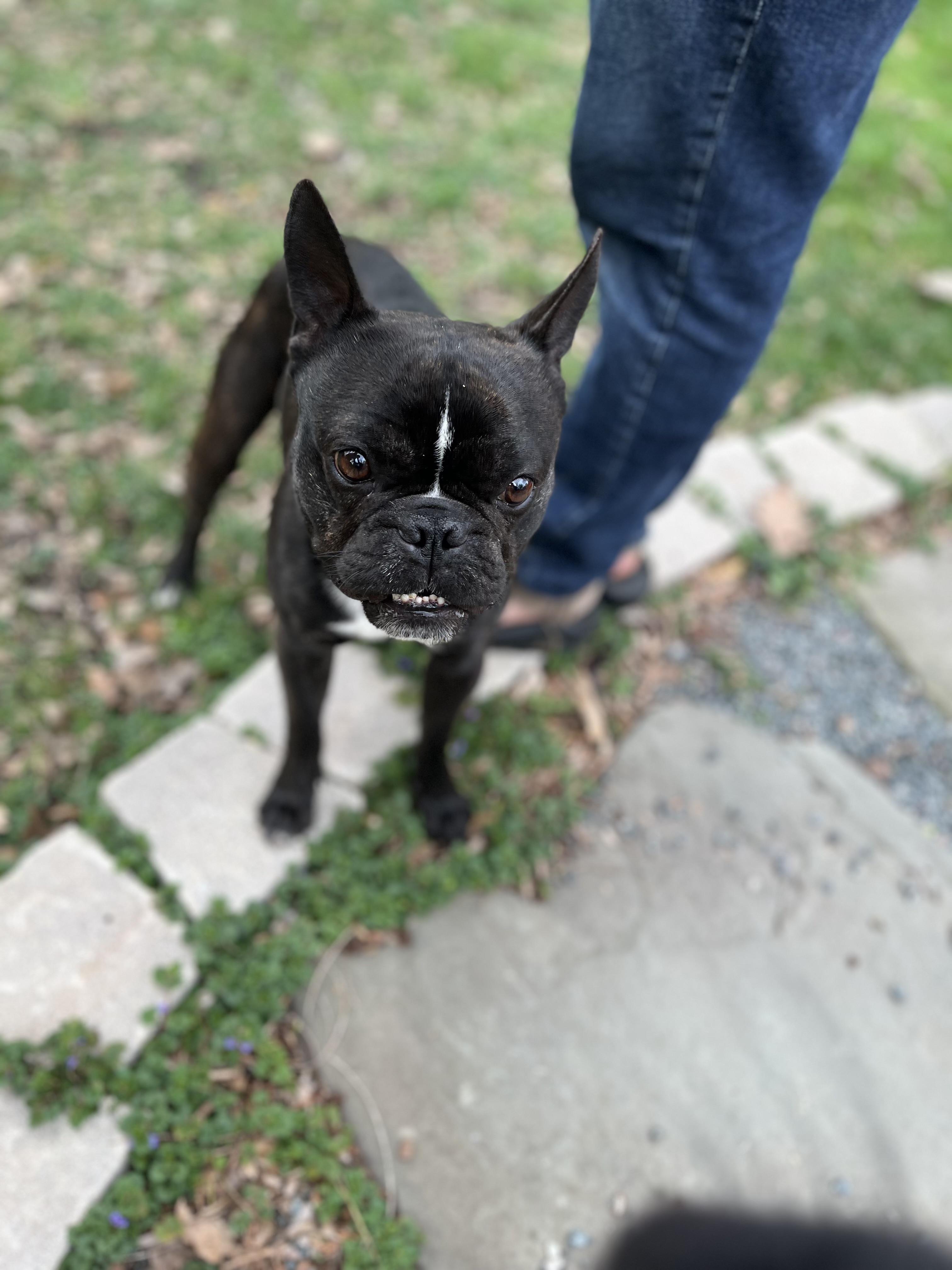 Enlarge Bronson, an adopted mixed breed in Mokena, IL image 3/6