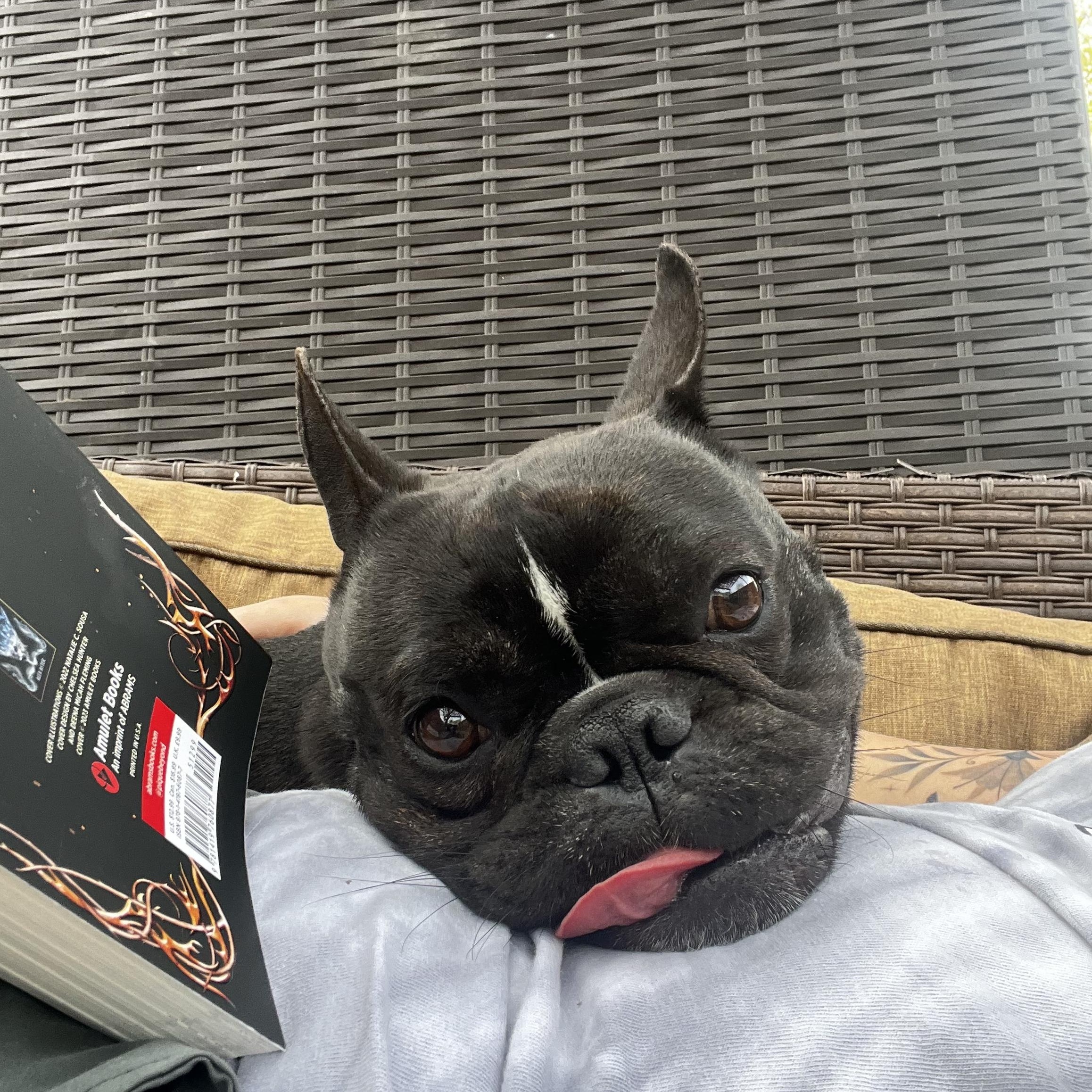 Enlarge Bronson, an adopted mixed breed in Mokena, IL image 4/6