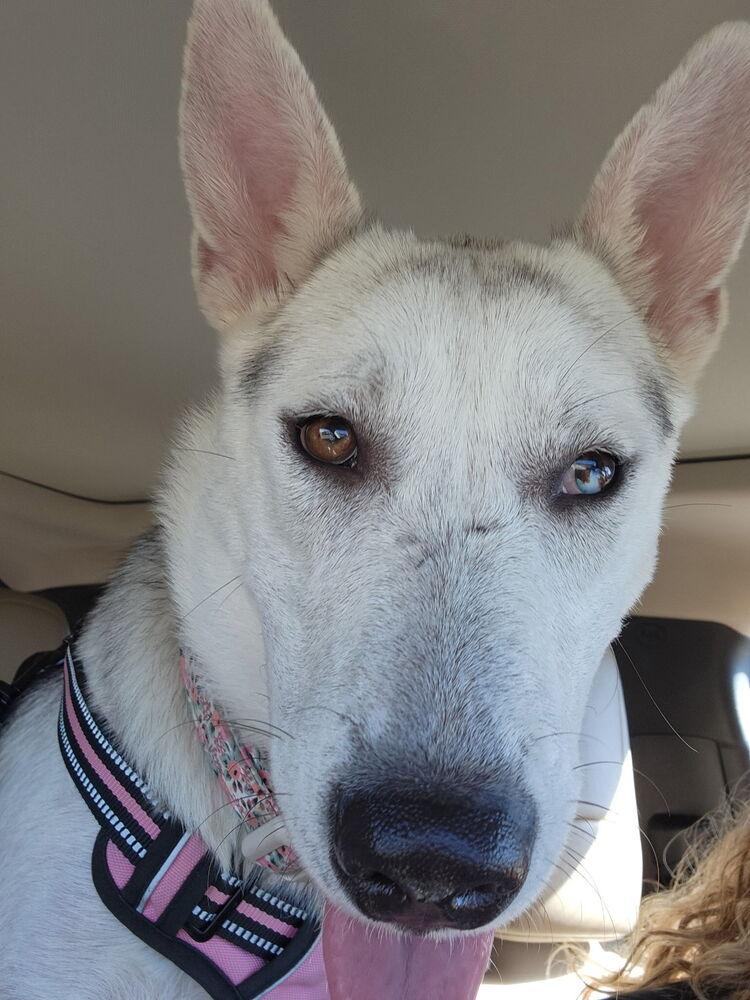 Amelia, a Adoptable mixed breed in Commerce City, CO image 2/6