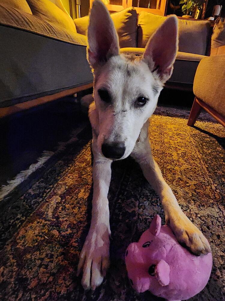 Amelia, a Adoptable mixed breed in Commerce City, CO image 4/6