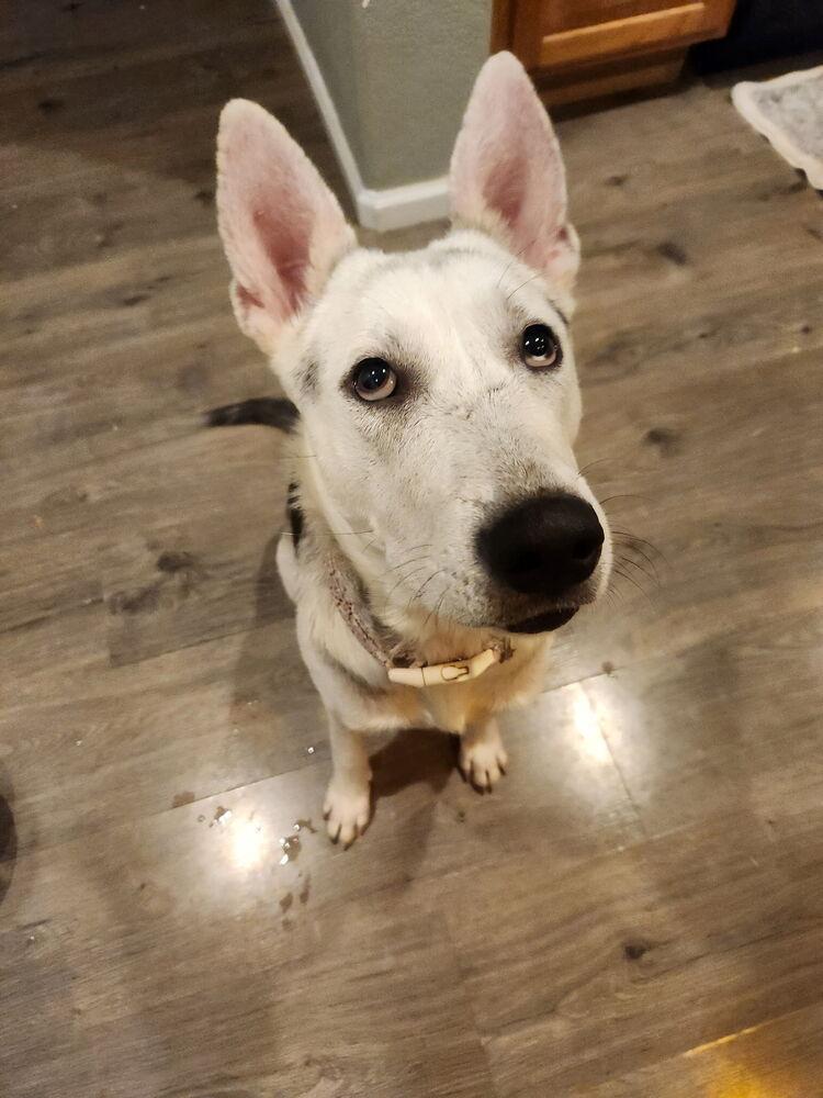 Amelia, a Adoptable mixed breed in Commerce City, CO image 6/6