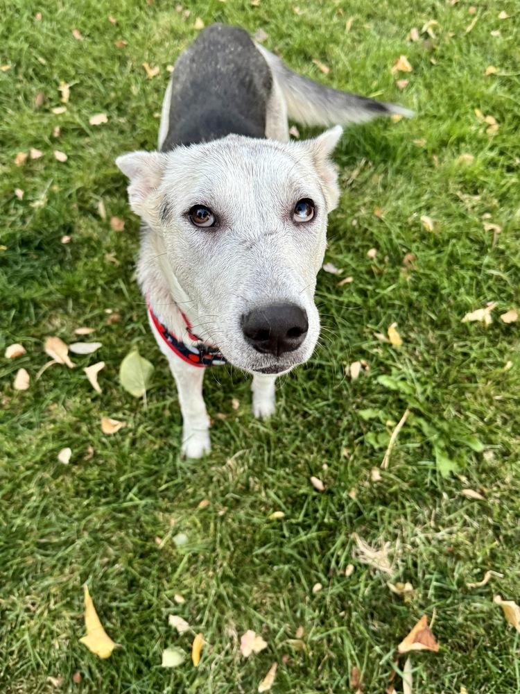 Amelia, a Adoptable mixed breed in Commerce City, CO image 5/6