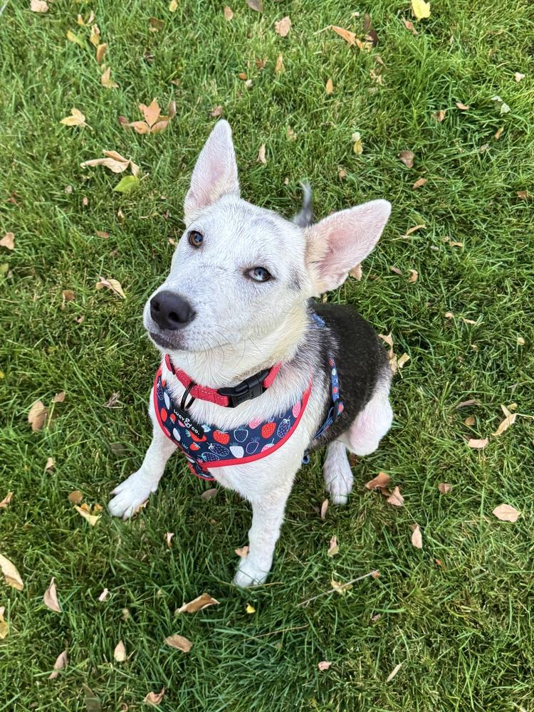 Amelia, a Adoptable mixed breed in Commerce City, CO image 1/6