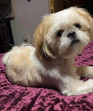 Enlarge Hudson, a Adoptable Shih Tzu in Lewistown, PA image 1/1