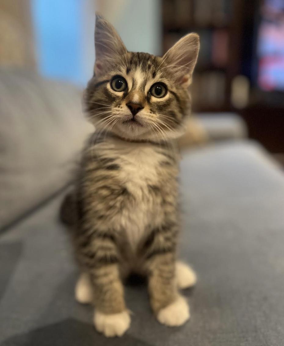 Zach, Adoptable, Kitten Male Domestic Long Hair.