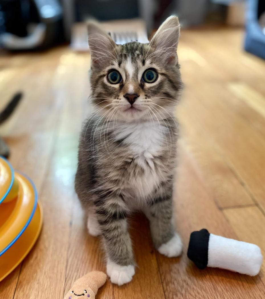Zach, a Adoptable Domestic Long Hair in Alexandria, VA image 2/6