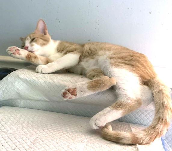 Enlarge Owen, a Adoptable Tabby in Rutherfordton, NC image 1/3