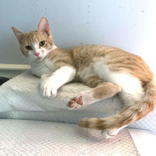 Enlarge Owen, a Adoptable Tabby in Rutherfordton, NC image 2/3