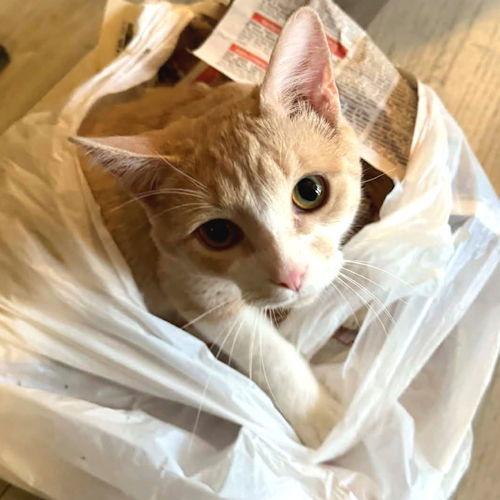 Enlarge Owen, a Adoptable Tabby in Rutherfordton, NC image 3/3