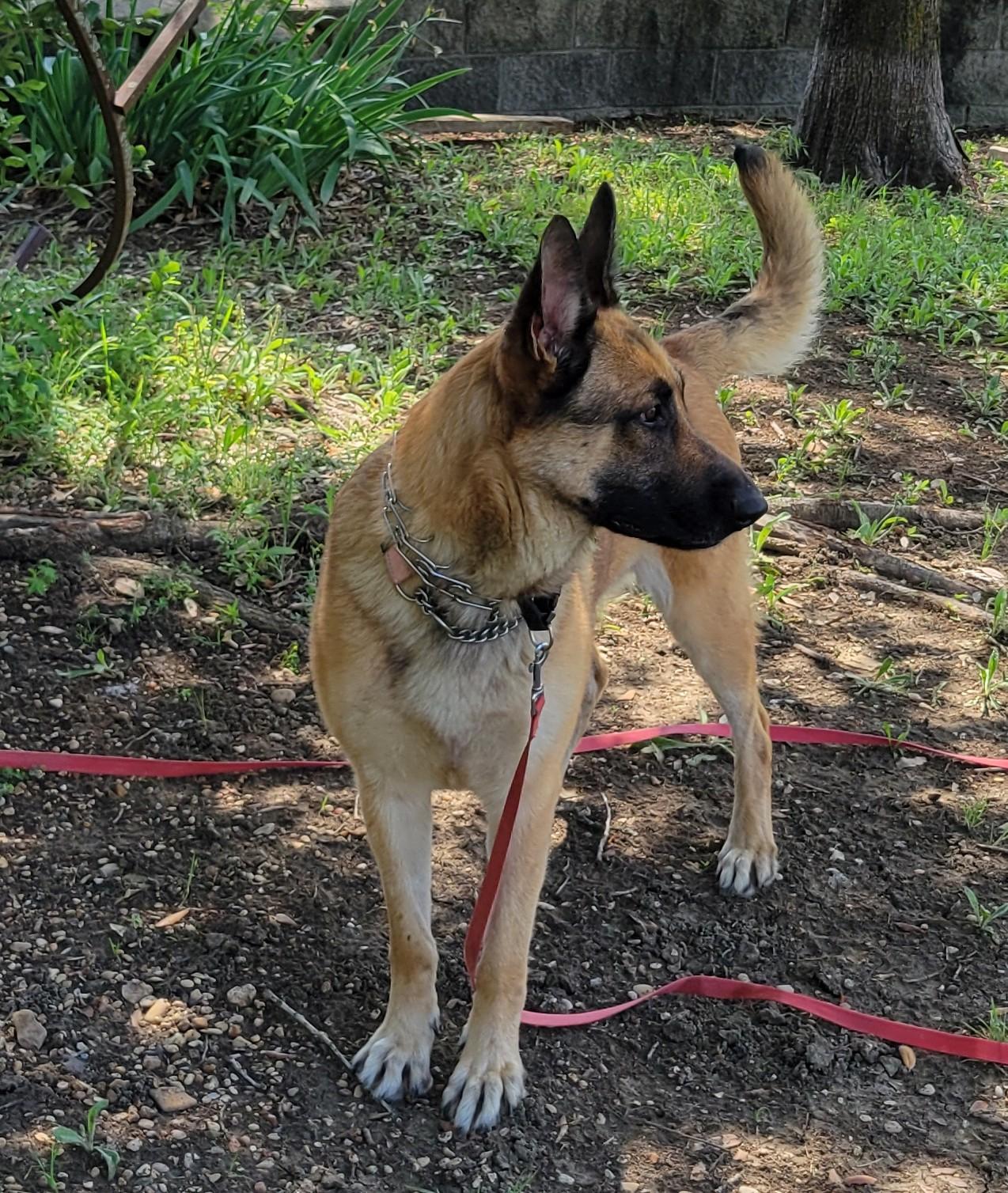 Enlarge Red, a ADOPTABLE German Shepherd Dog in Dallas, TX image 4/6