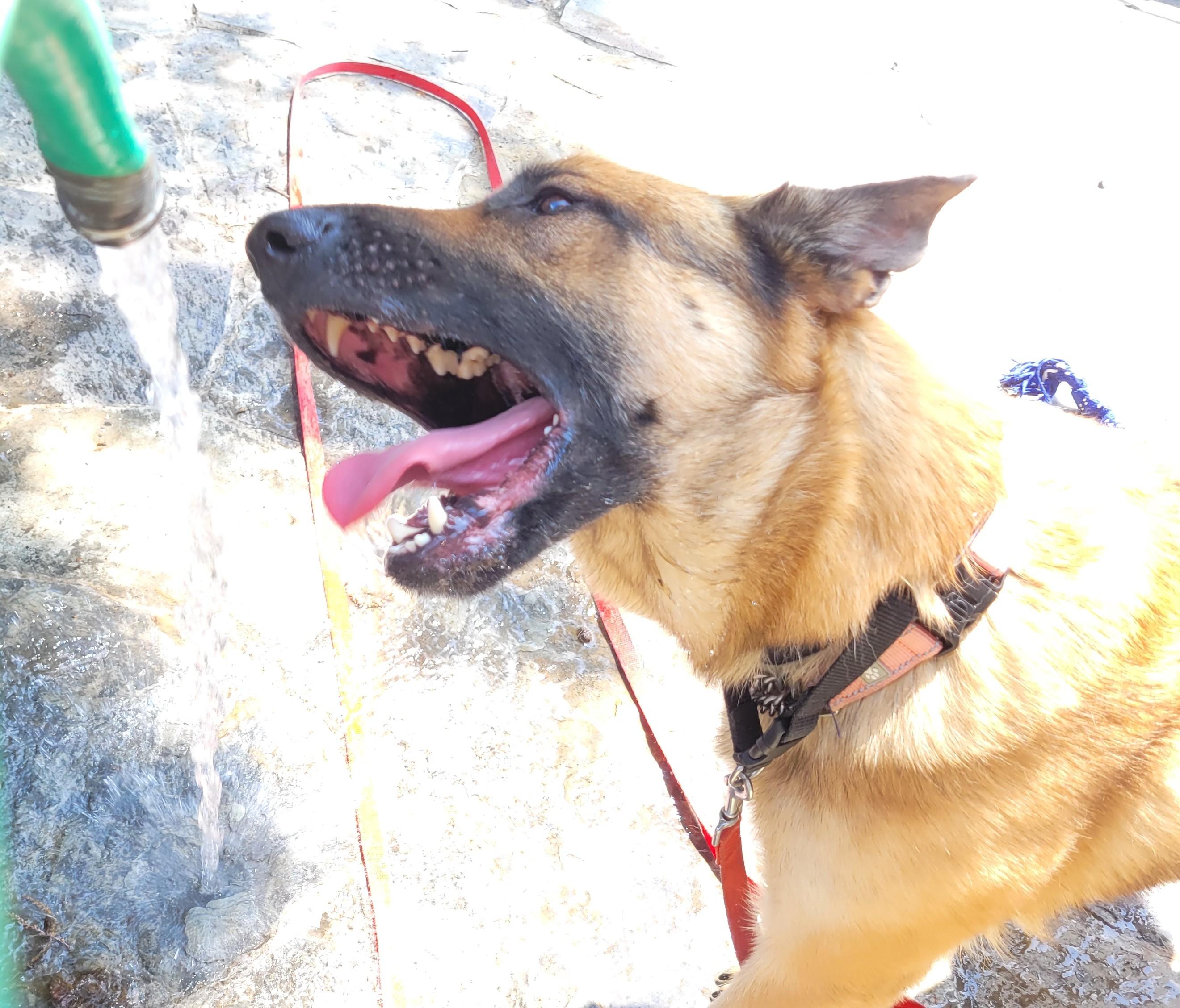 Enlarge Red, a ADOPTABLE German Shepherd Dog in Dallas, TX image 3/6