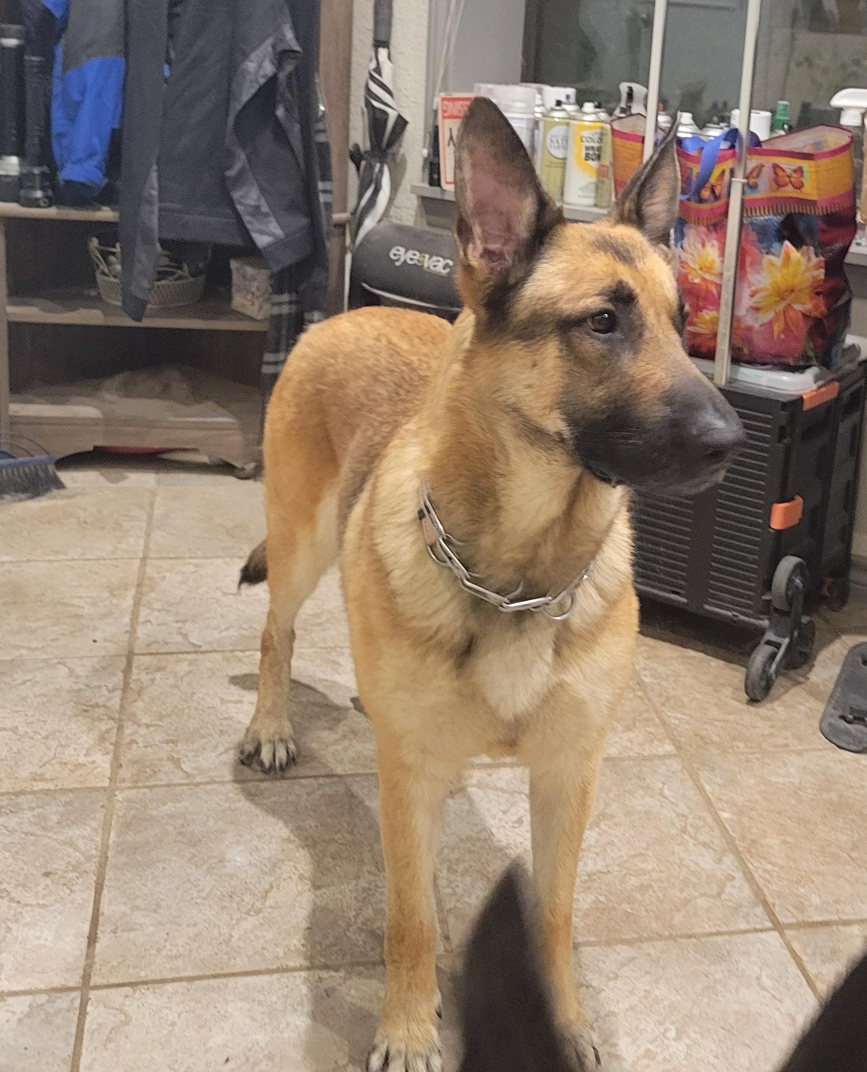 Enlarge Red, a ADOPTABLE German Shepherd Dog in Dallas, TX image 2/6