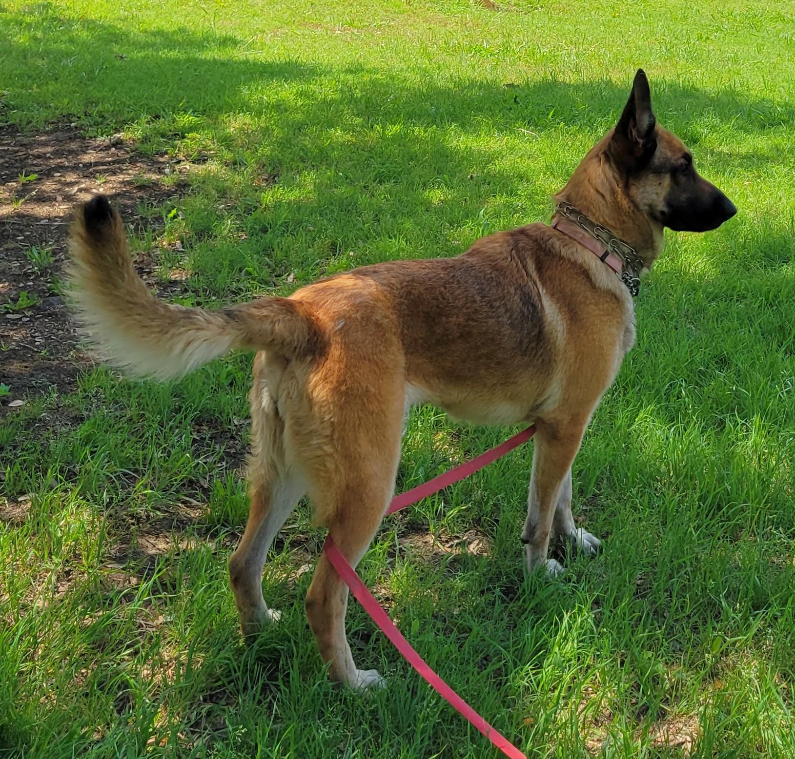 Enlarge Red, a ADOPTABLE German Shepherd Dog in Dallas, TX image 1/6
