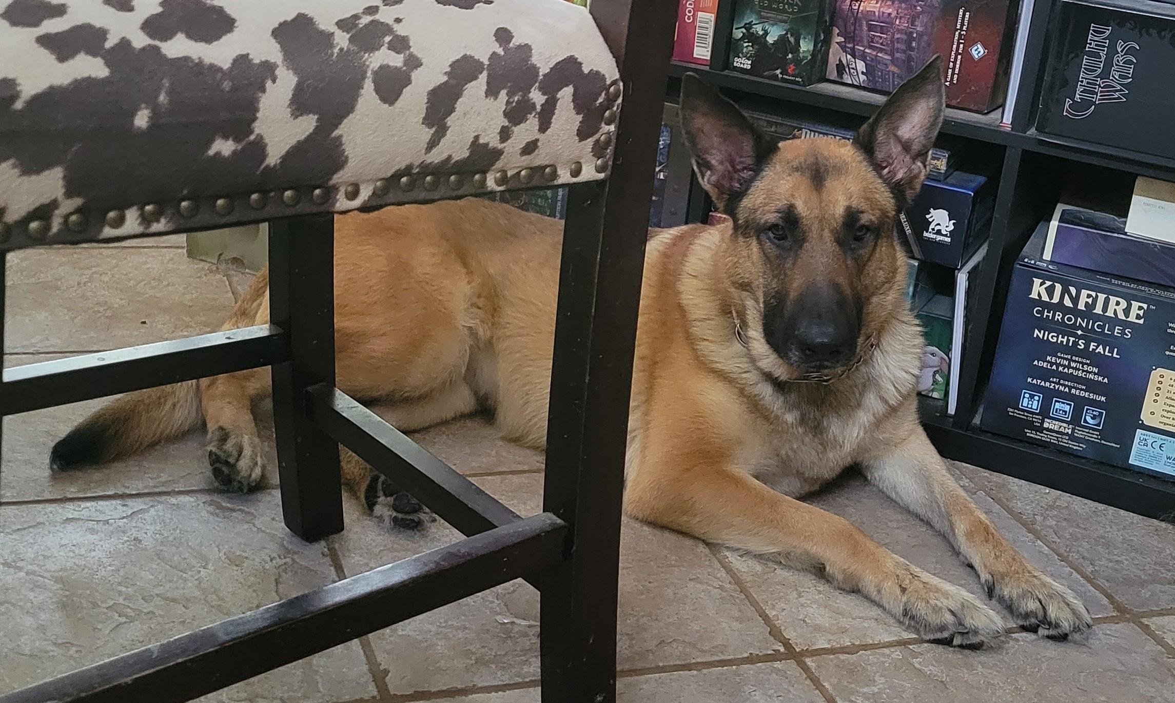 Enlarge Red, a ADOPTABLE German Shepherd Dog in Dallas, TX image 5/6
