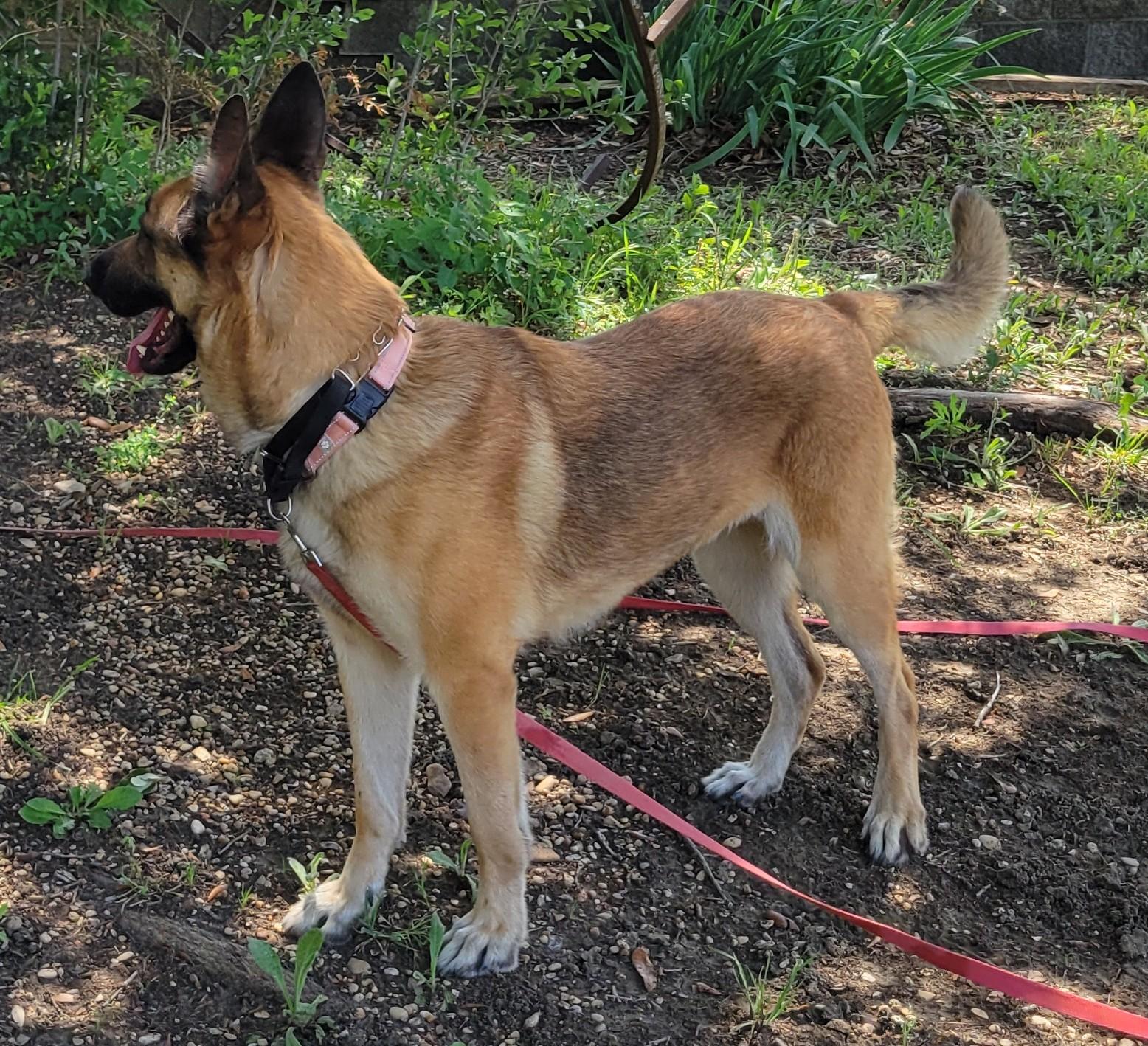 Enlarge Red, a ADOPTABLE German Shepherd Dog in Dallas, TX image 6/6
