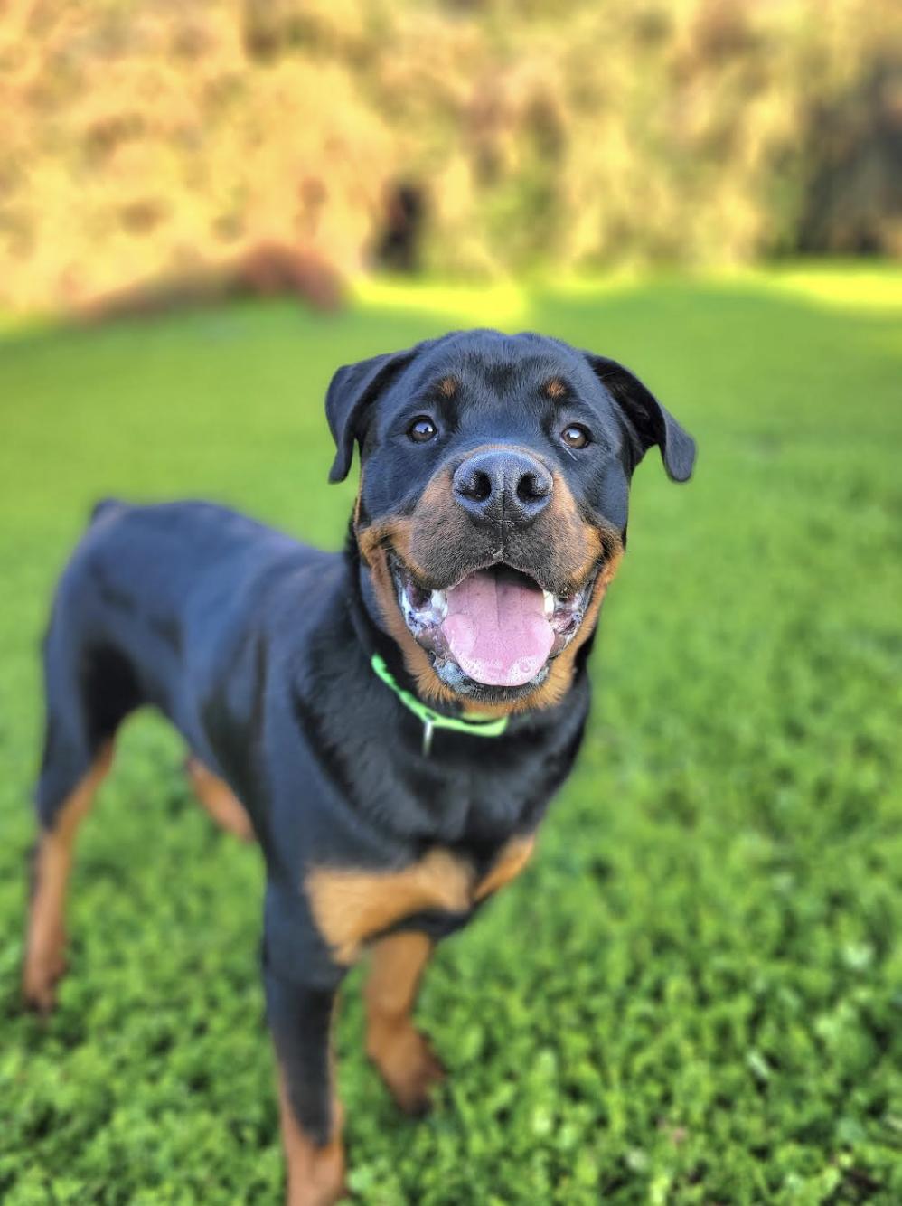Butters, a ADOPTABLE Rottweiler in San Francisco, CA image 1/2
