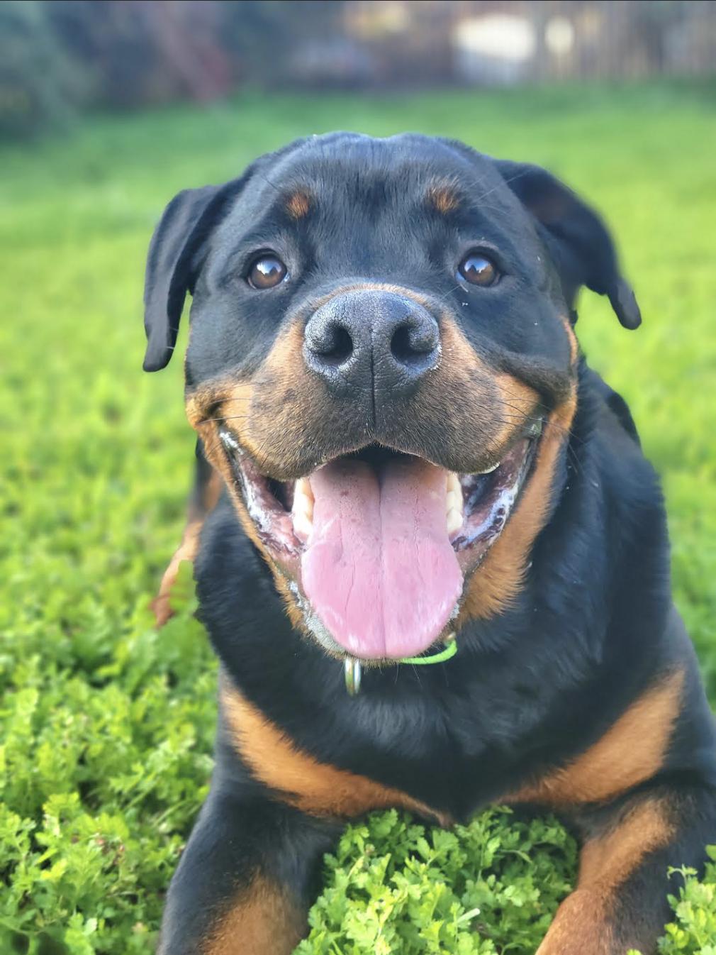 Butters, a ADOPTABLE Rottweiler in San Francisco, CA image 2/2
