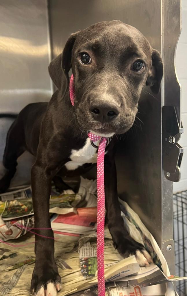 Enlarge Wednesday, a Adoptable Hound in Greenwood, MS image 1/1