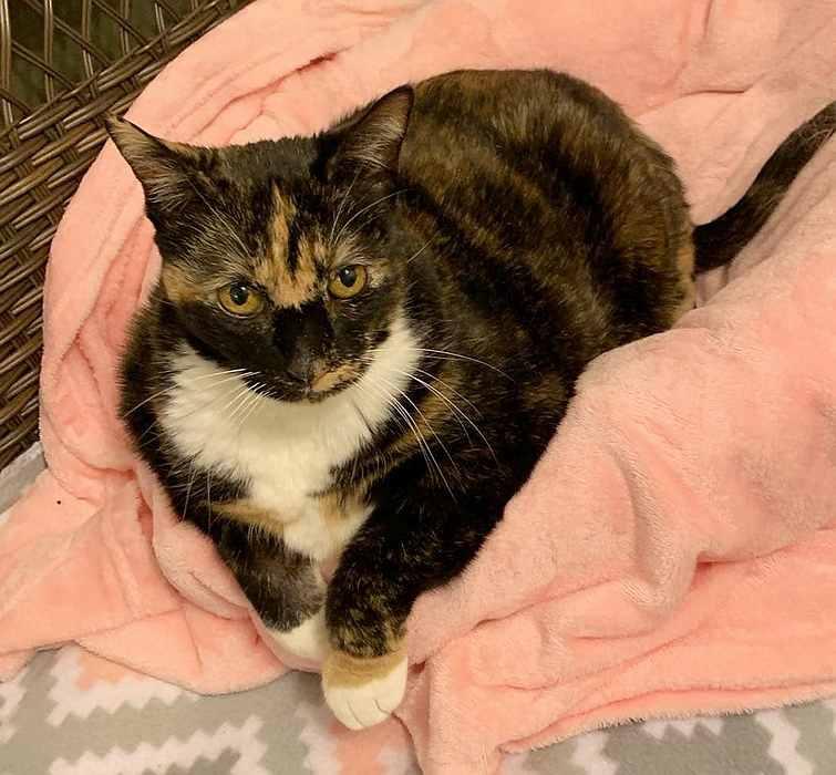 Enlarge TRILBEE, a Adoptable Tortoiseshell in Sequim, WA image 2/6