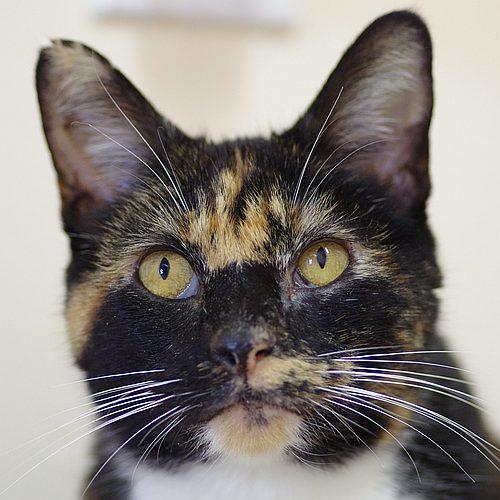 Enlarge TRILBEE, a Adoptable Tortoiseshell in Sequim, WA image 1/6
