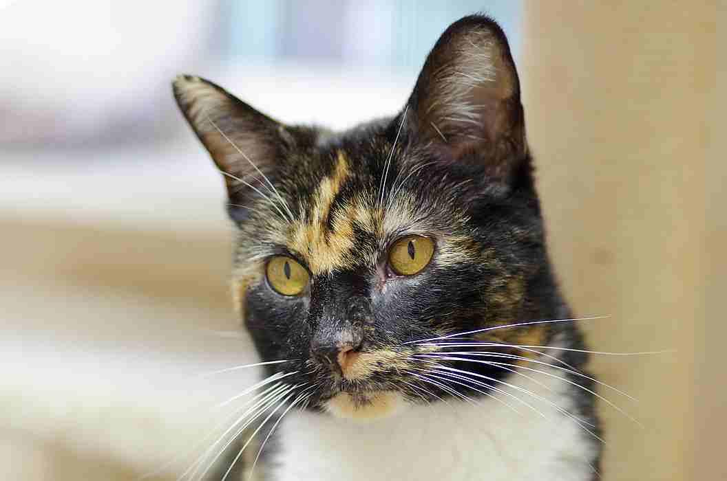 Enlarge TRILBEE, a Adoptable Tortoiseshell in Sequim, WA image 3/6