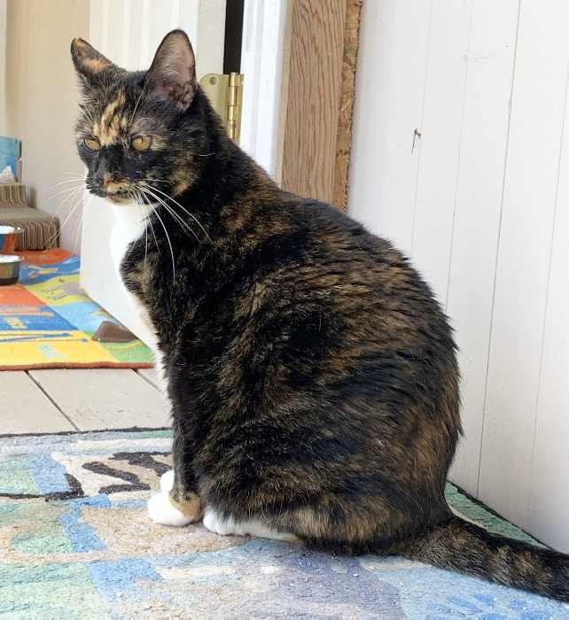 Enlarge TRILBEE, a Adoptable Tortoiseshell in Sequim, WA image 5/6