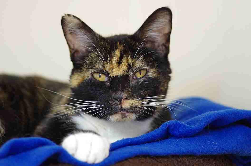Enlarge TRILBEE, a Adoptable Tortoiseshell in Sequim, WA image 6/6