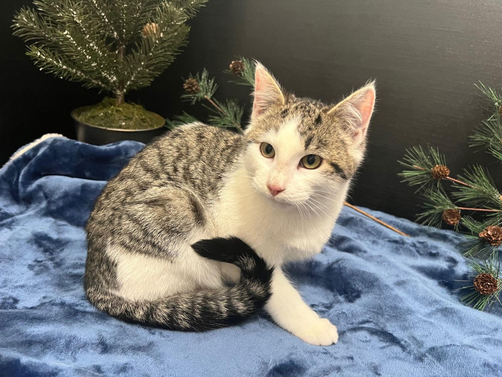 Doorkins, Adopted, Kitten Male Tabby & Domestic Short Hair.