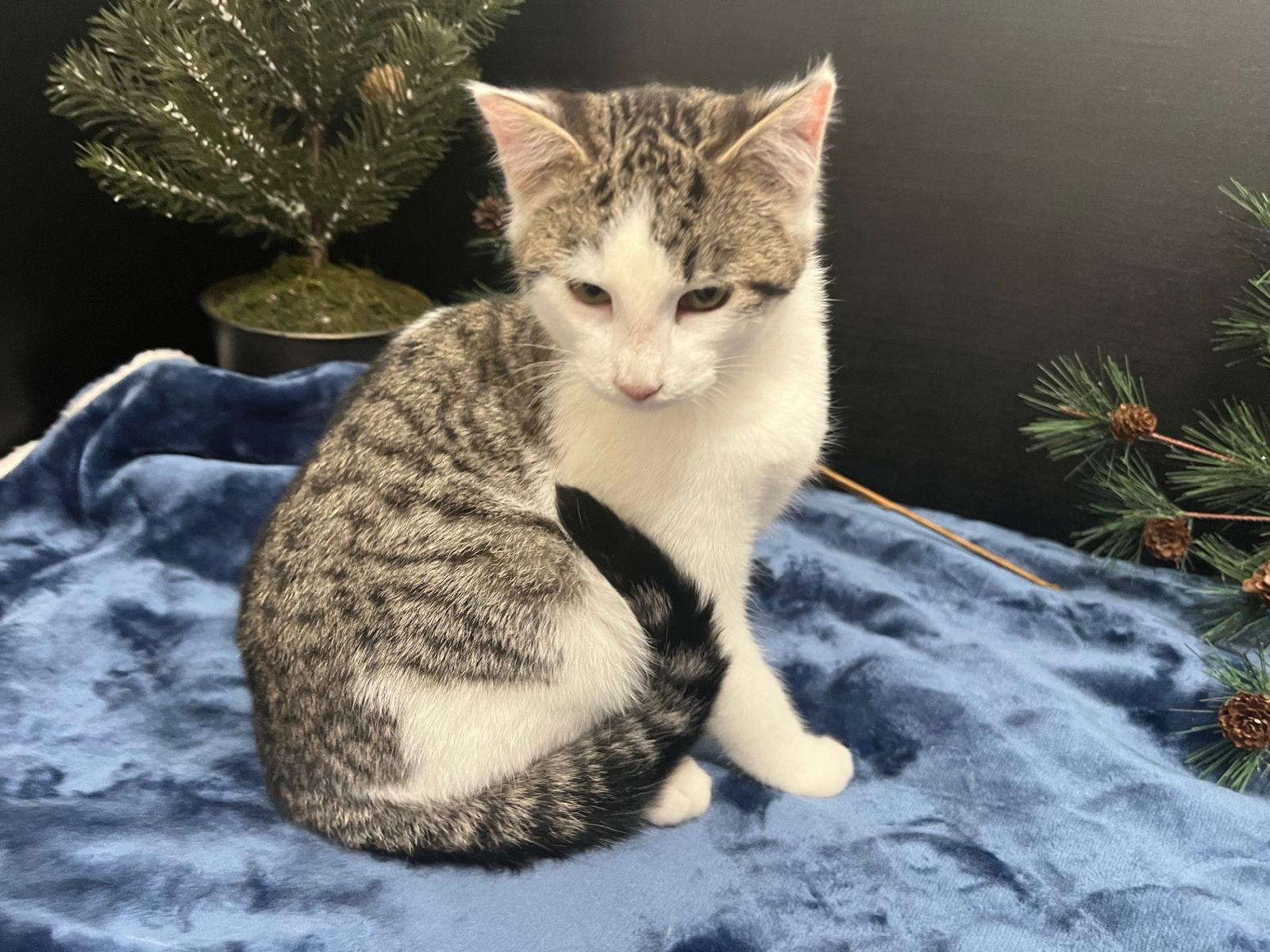 Doorkins, a Adopted mixed breed in Fayetteville, GA image 2/3