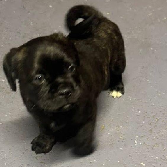 Beau, an adopted mixed breed in Midland, MI image 2/2
