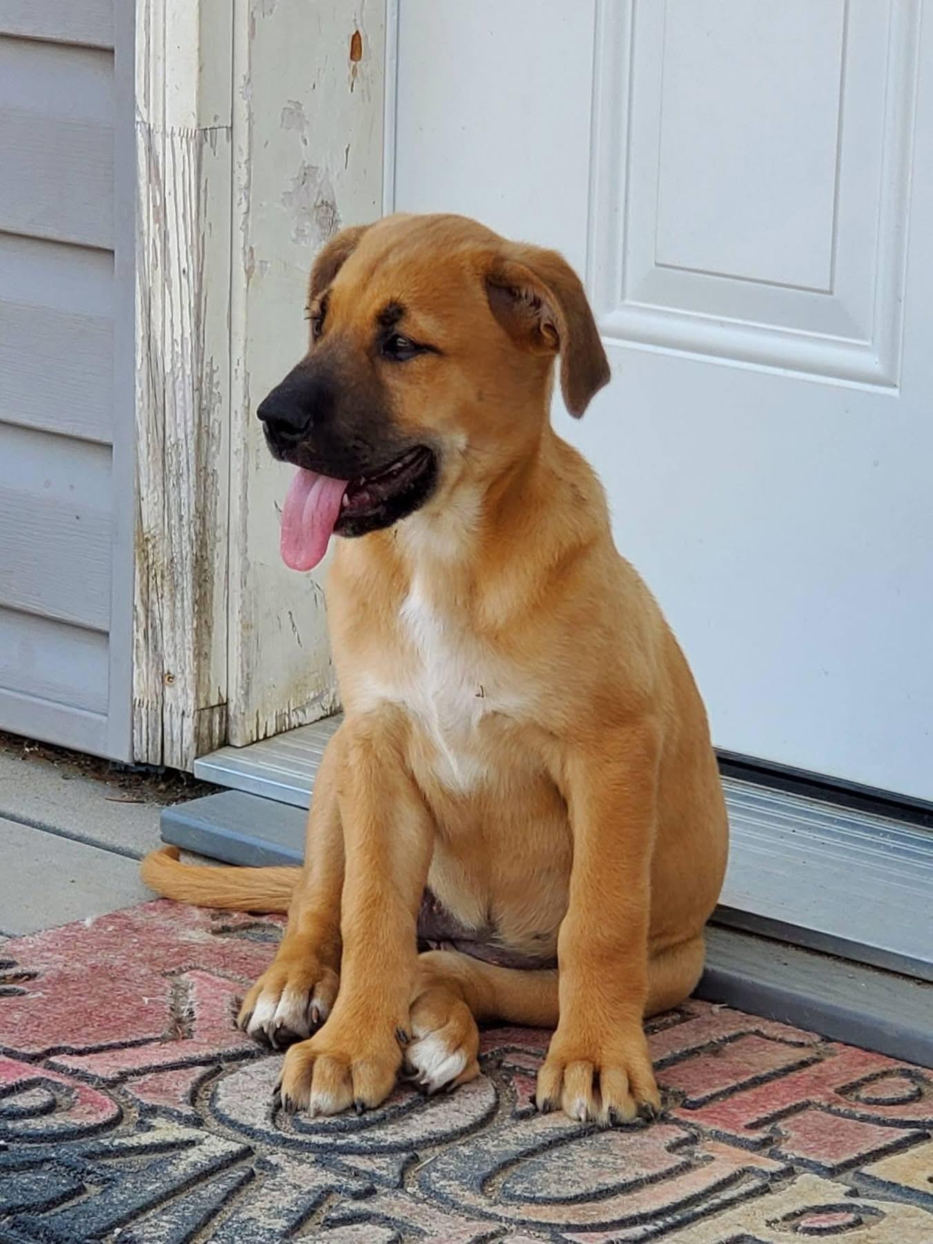 Enlarge Creamsicle, a ADOPTABLE mixed breed in Saskatoon, SK image 5/6