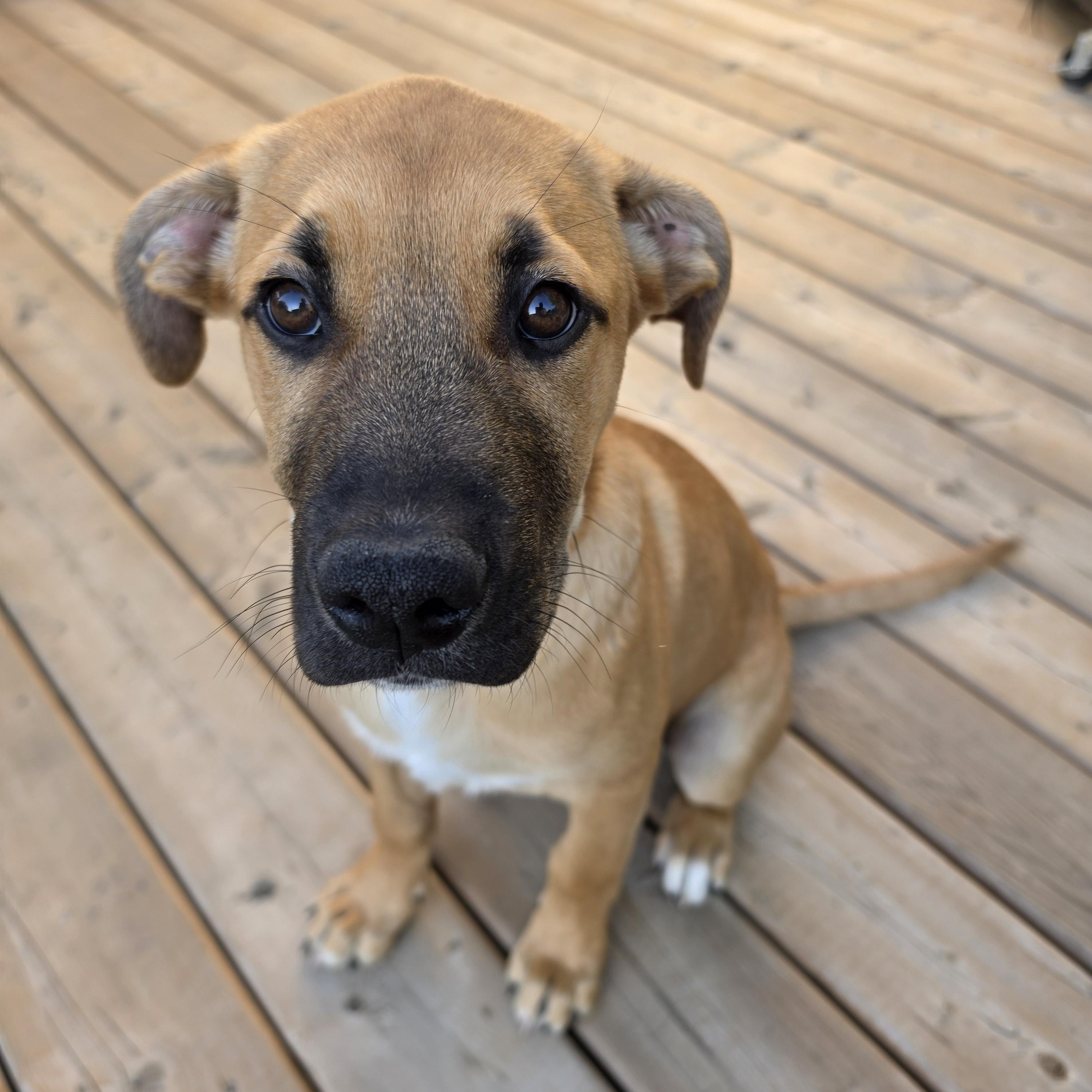 Creamsicle, a ADOPTABLE mixed breed in Saskatoon, SK image 2/6