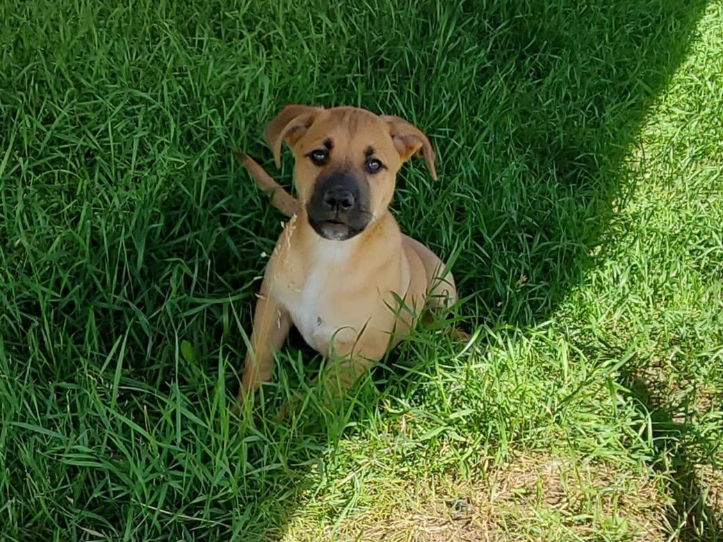 Enlarge Creamsicle, a ADOPTABLE mixed breed in Saskatoon, SK image 4/6