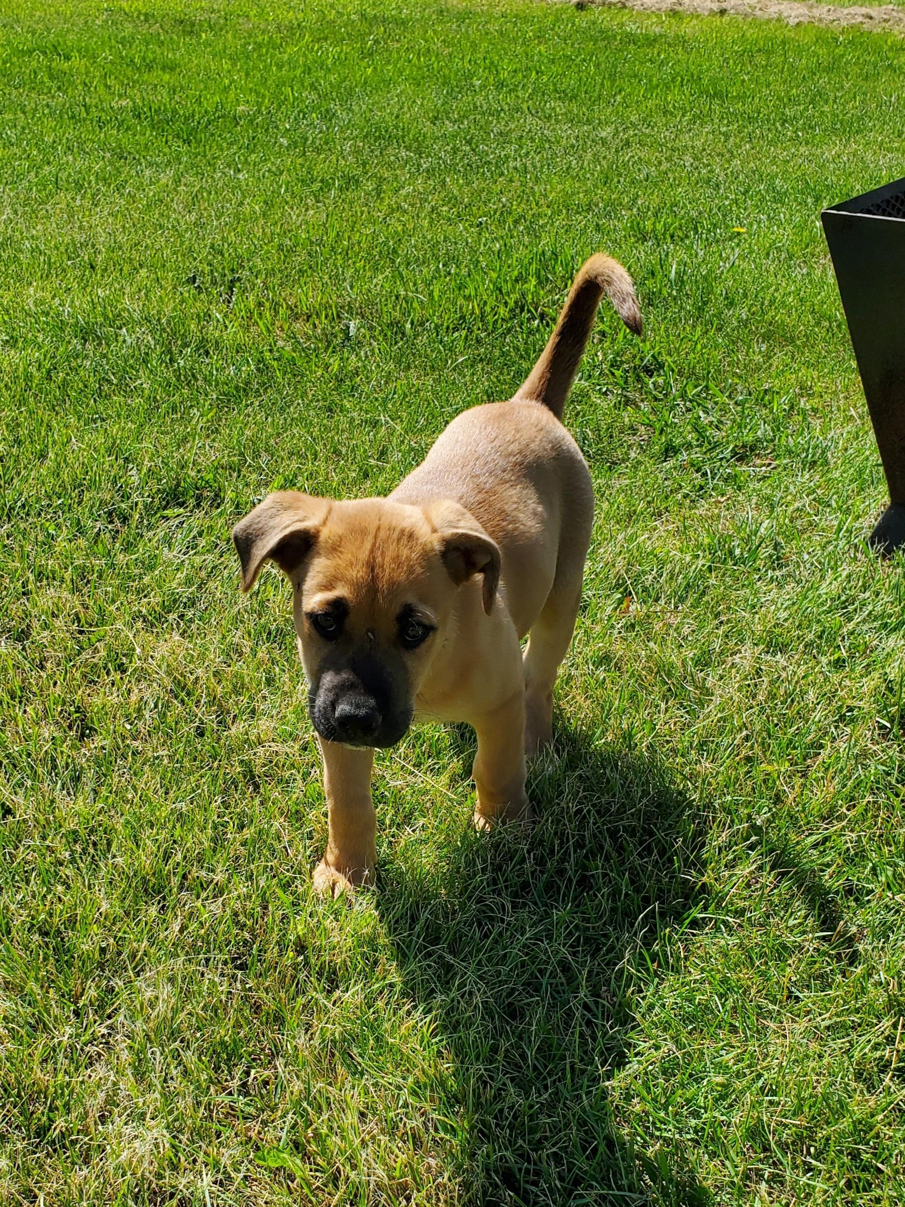 Enlarge Creamsicle, a ADOPTABLE mixed breed in Saskatoon, SK image 3/6
