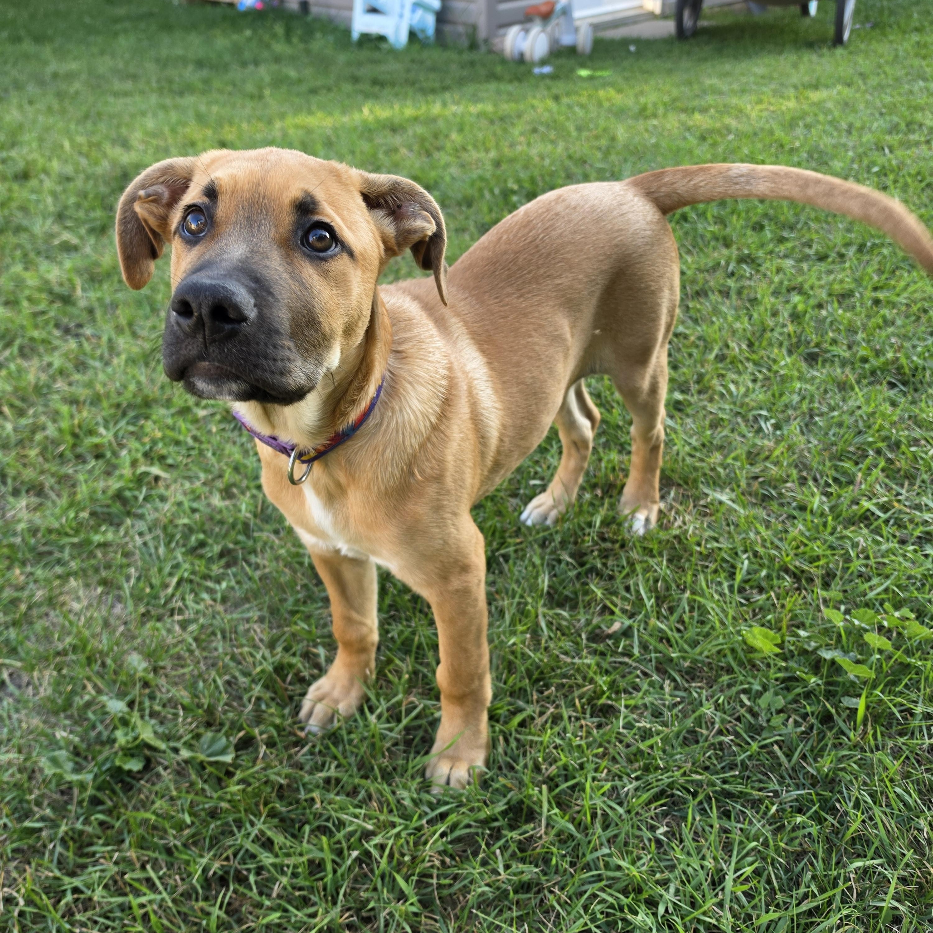 Creamsicle, ADOPTABLE, Puppy Female Mixed Breed.