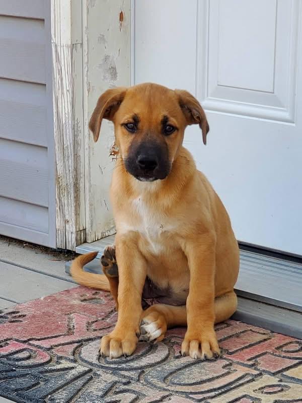 Enlarge Creamsicle, a ADOPTABLE mixed breed in Saskatoon, SK image 2/6