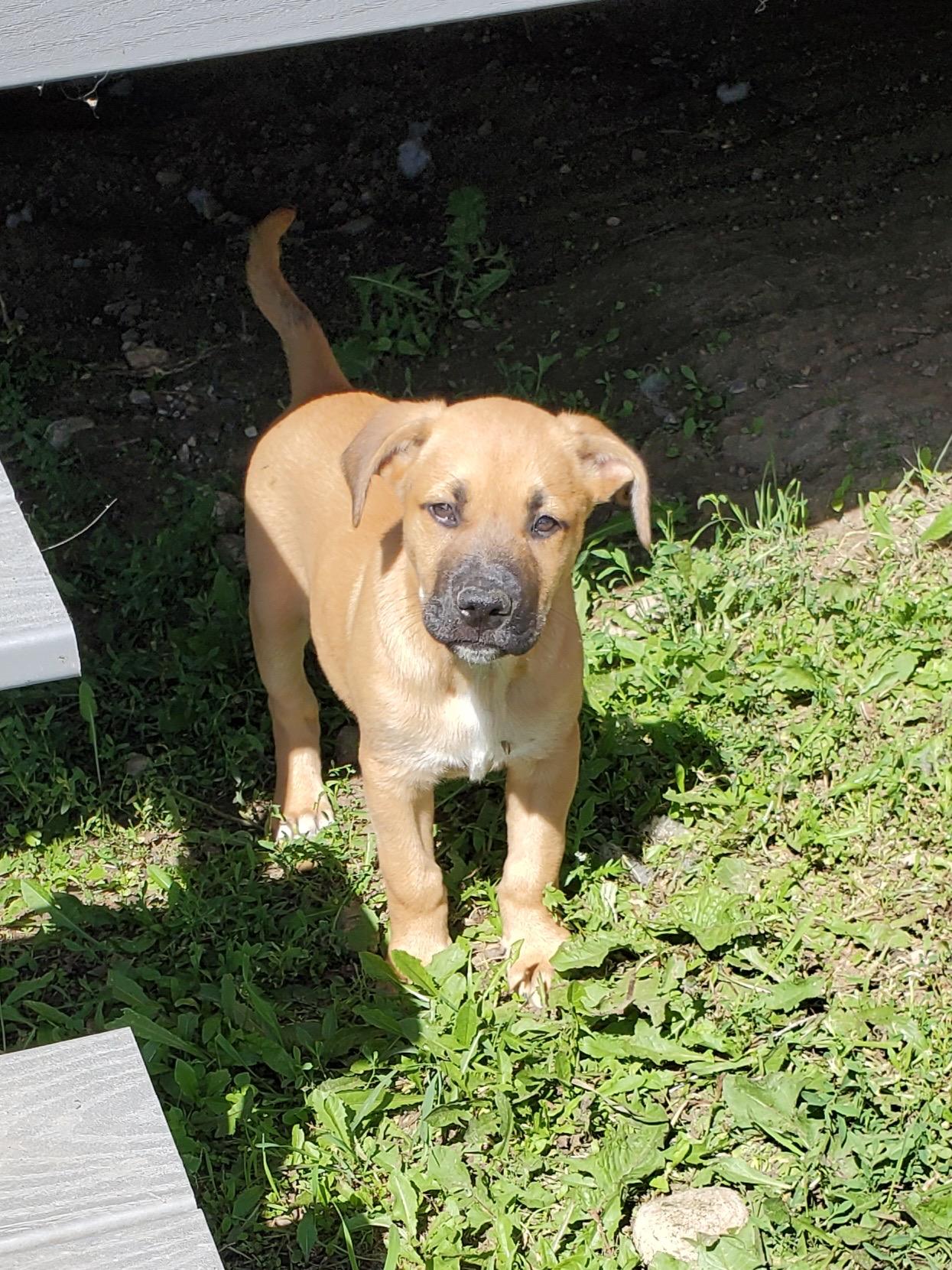 Creamsicle, ADOPTABLE, Puppy Female Mixed Breed.