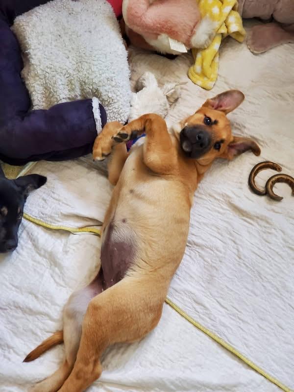 Enlarge Creamsicle, a ADOPTABLE mixed breed in Saskatoon, SK image 6/6