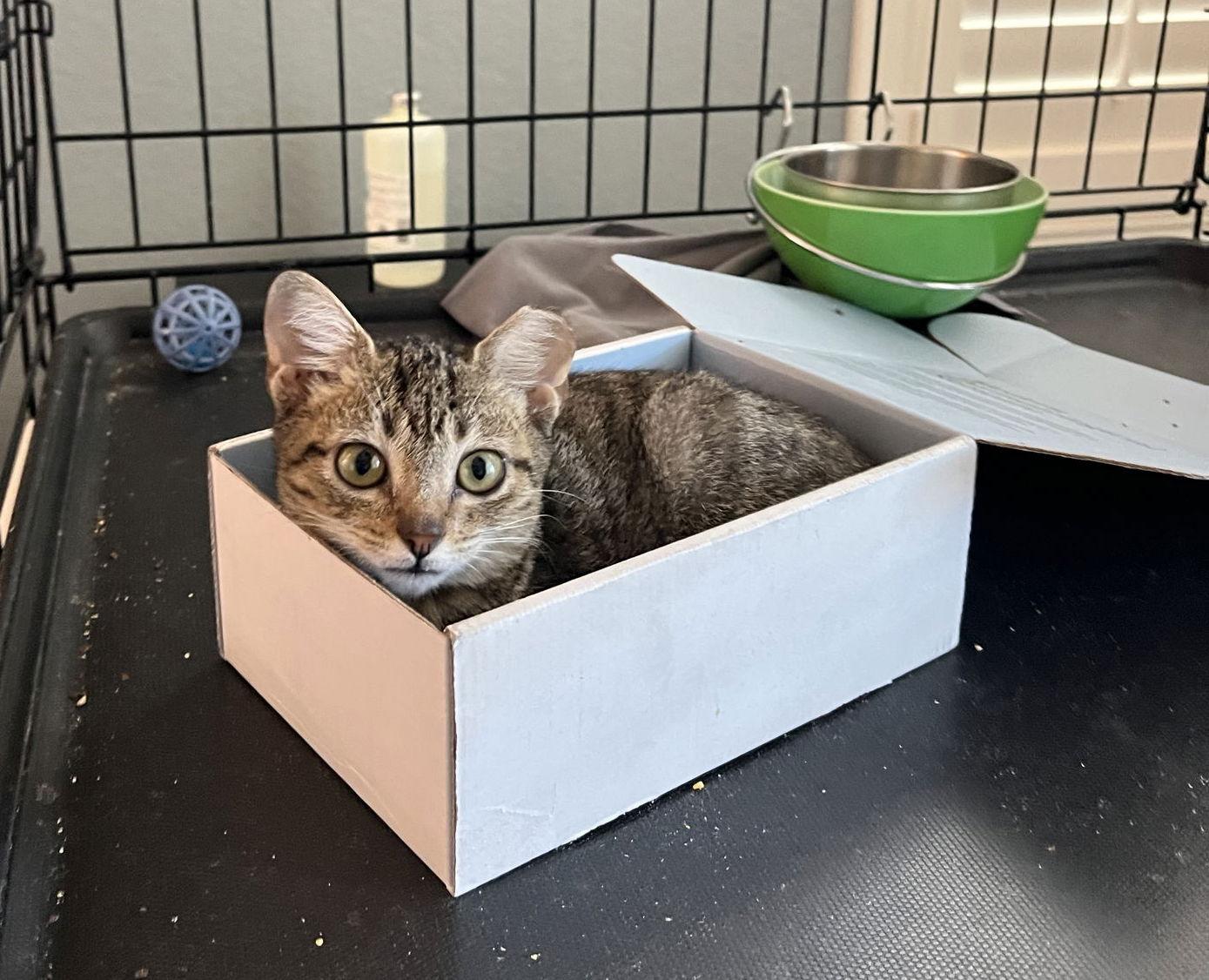 GeeGee, Adoptable, Kitten Female Domestic Short Hair.