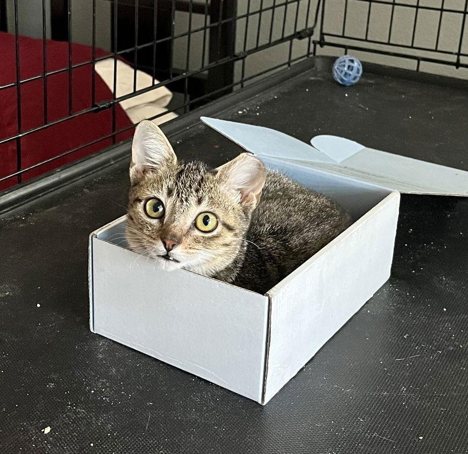 Enlarge GeeGee, a Adoptable Domestic Short Hair in Phoenix, AZ image 2/3