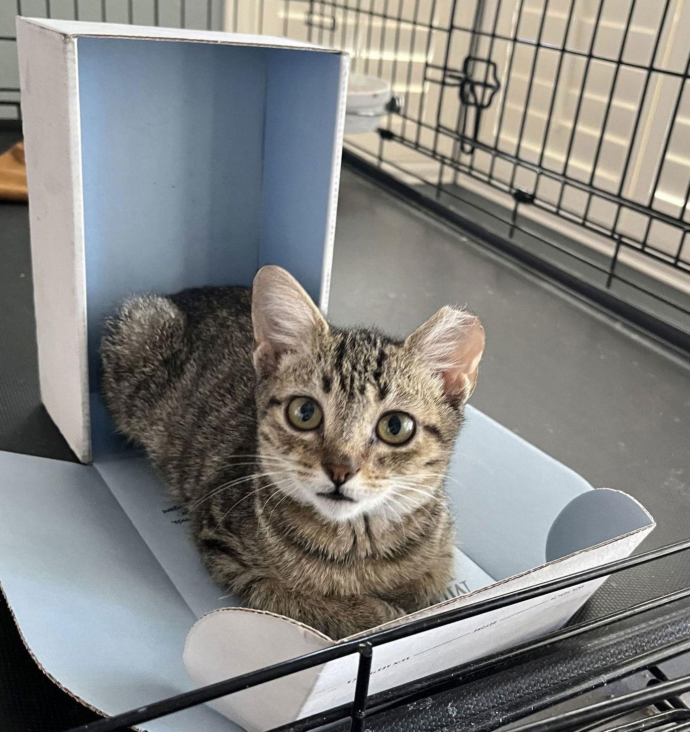 Enlarge GeeGee, a Adoptable Domestic Short Hair in Phoenix, AZ image 3/3