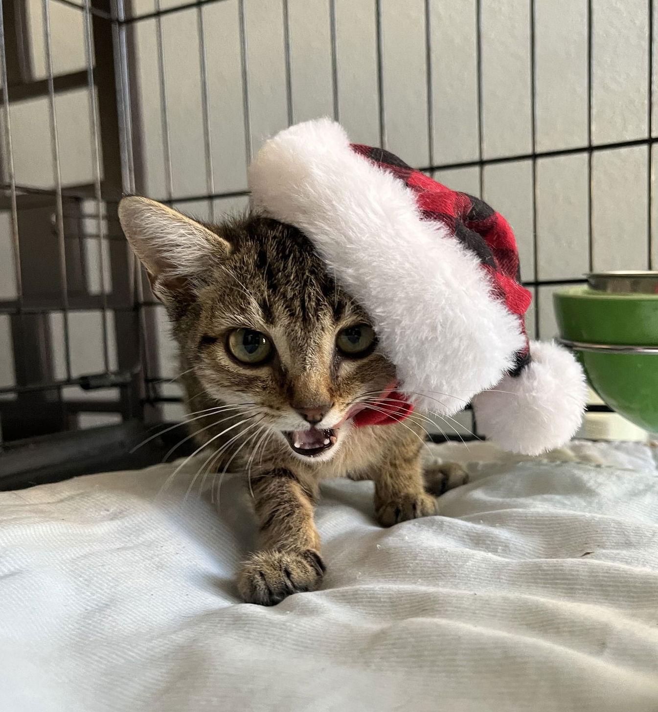 Enlarge GeeGee, a Adopted Domestic Short Hair in Phoenix, AZ image 3/3