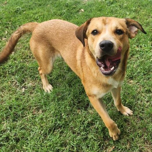 Robin, Adoptable, Adult Male Labrador Retriever & Mixed Breed.