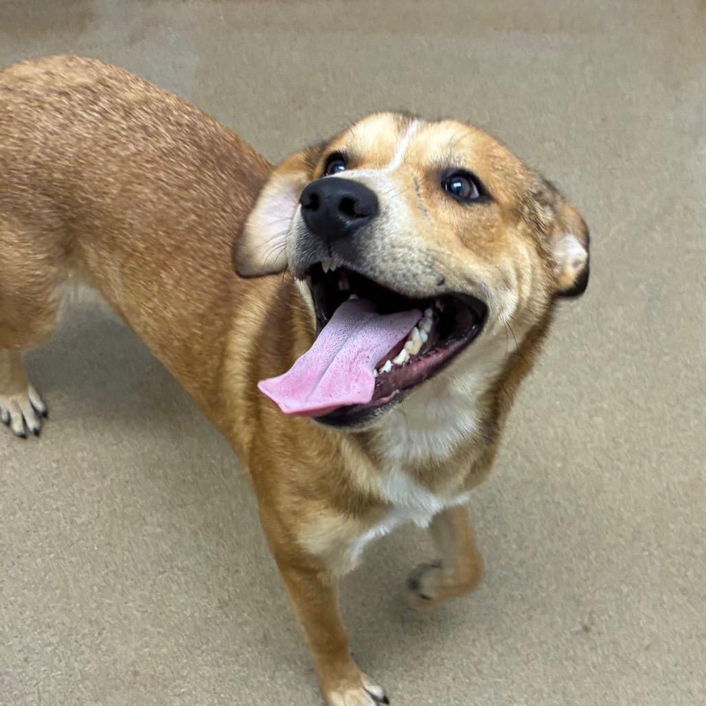 Enlarge Robin, a Adoptable mixed breed in Corpus Christi, TX image 2/6