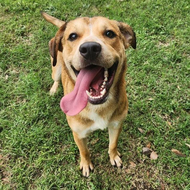 Enlarge Robin, a Adoptable mixed breed in Corpus Christi, TX image 3/6