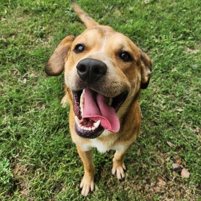 Enlarge Robin, a Adoptable mixed breed in Corpus Christi, TX image 4/6
