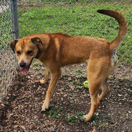 Enlarge Robin, a Adoptable mixed breed in Corpus Christi, TX image 5/6